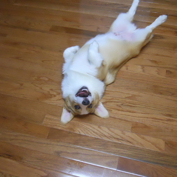 Meet your Posher, Hannah, Daisy, Rocky, Baxter(RIP) and Logan (RIP) - Picture 11 of 14